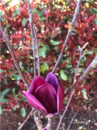 f52ceef4-20190326 Magnolia.jpg